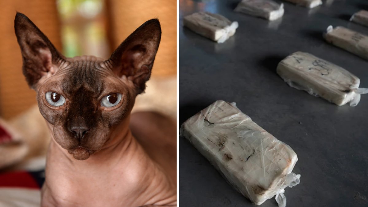Drygt ett ton kokain har hittats i kattsand i Brasilien. 